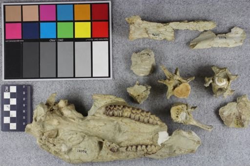 Mesohippus?