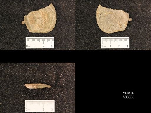Productus nebrascensis