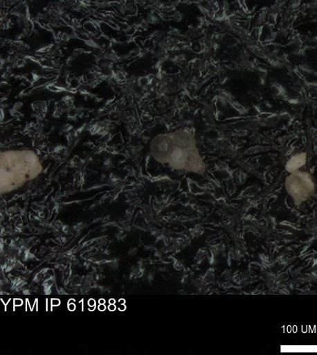 undet. Heterohelicidae