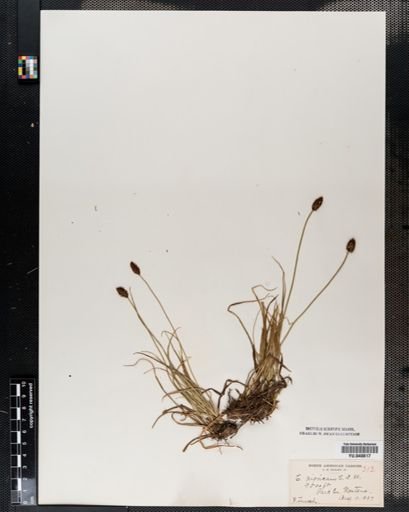 Carex