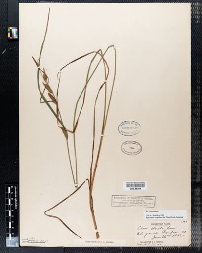 Carex stricta