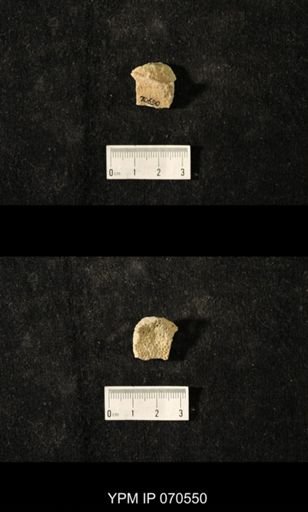 Favosites louisvillensis