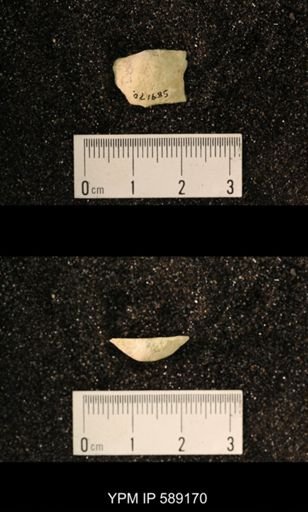 Sowerbyella sp.