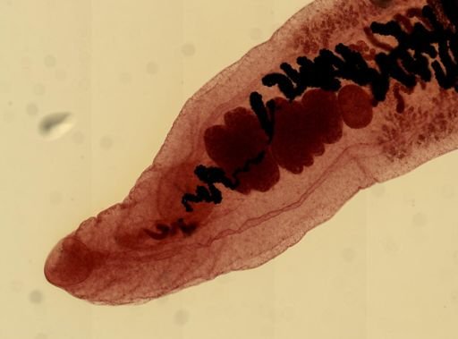 Dicrocoelium dendriticum