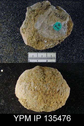 Productus (Linoproductus) lineatus