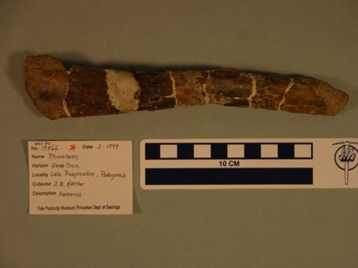 Ciconiiformes