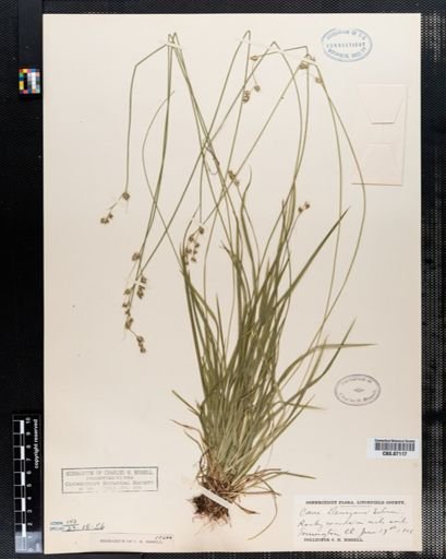 Carex deweyana