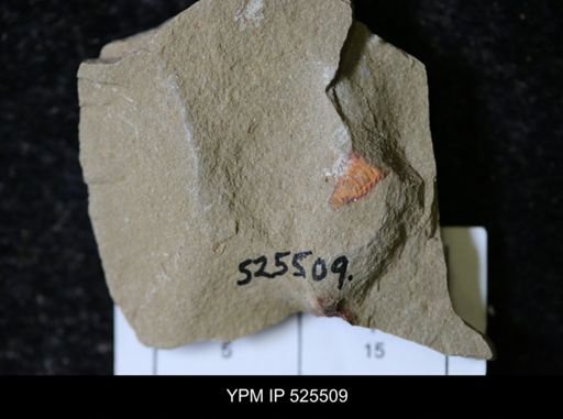 undet. Synziphosurina