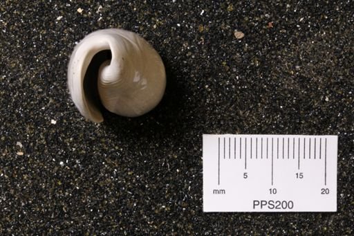 Oliva sayana
