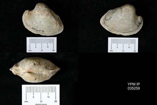 Parreysia tatrotensis