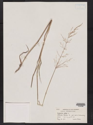 Agrostis alba