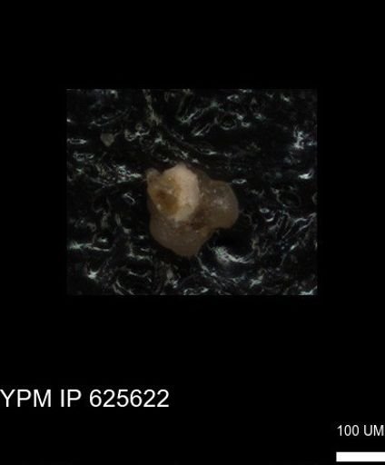 undet. Foraminiferida