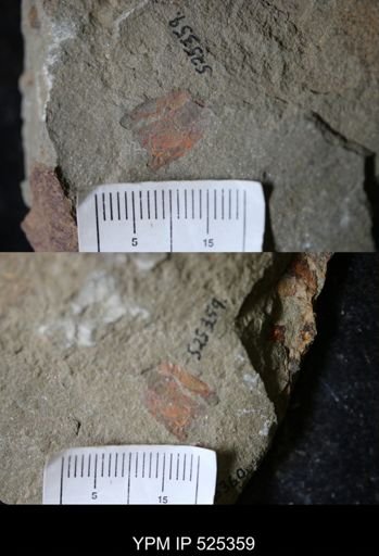 undet. Arthropoda