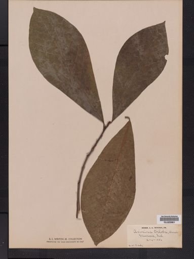 Asimina triloba