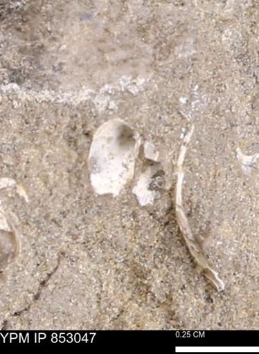 Limopsis striatopunctatus