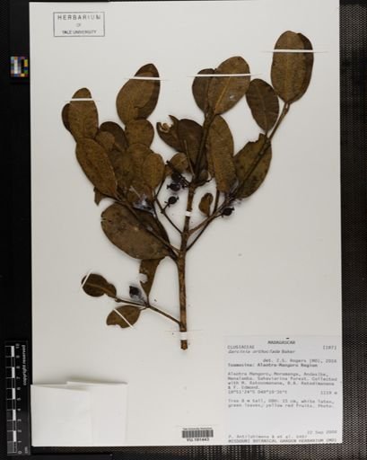 Plantae