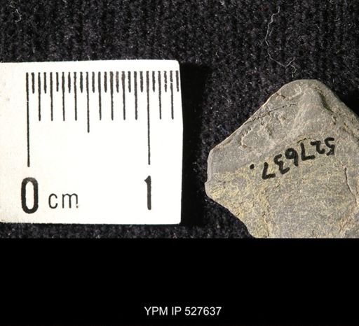 Ophiuroidea