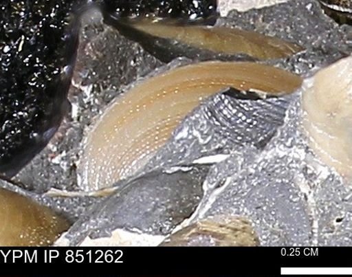 Limopsis striatopunctatus
