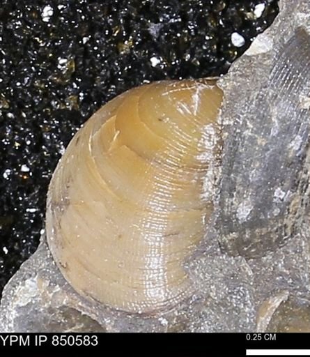 Limopsis striatopunctatus