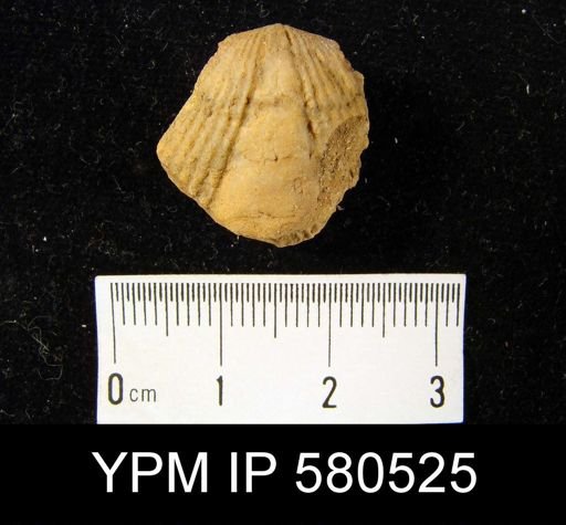 Spinocyrtia?