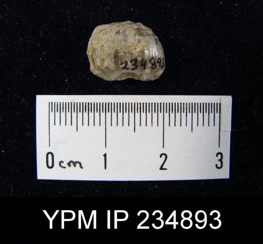 Marginifera fragilis