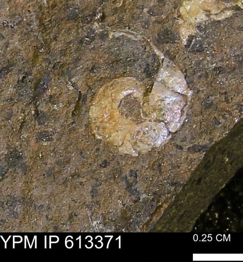 Scaphites sp.