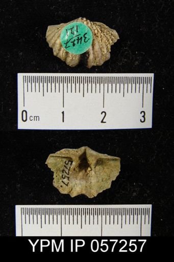 Megakozlowskiella perlamellosa