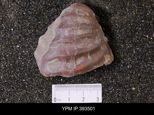 Scaphites sp.