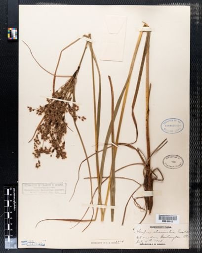 Scirpus atrocinctus