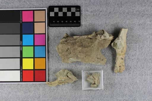 Protoceras celer