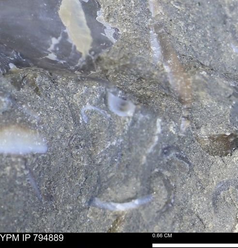 undet. Gastropoda