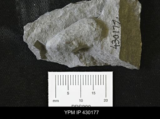 Porifera