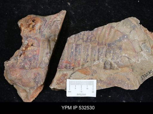 Asaphellus?
