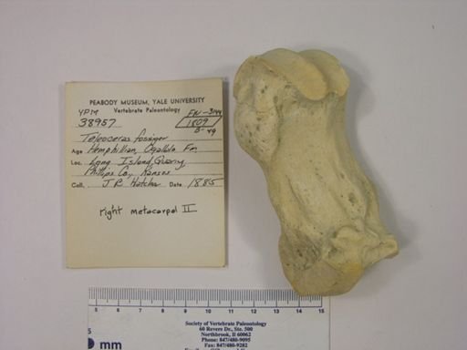 Teleoceras fossiger