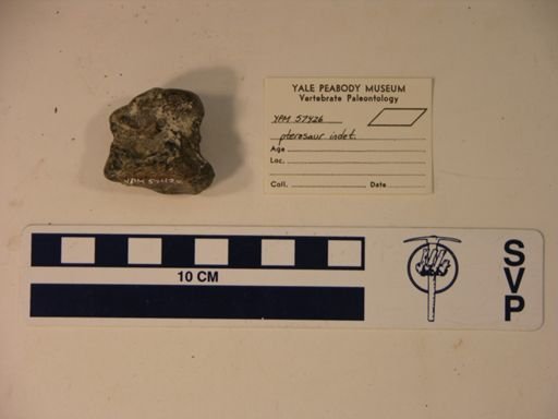 Pterodactylidae