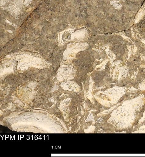 undet. Mollusca
