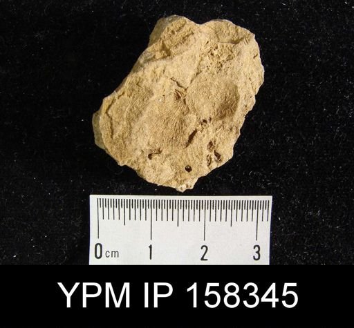 undet. Brachiopoda