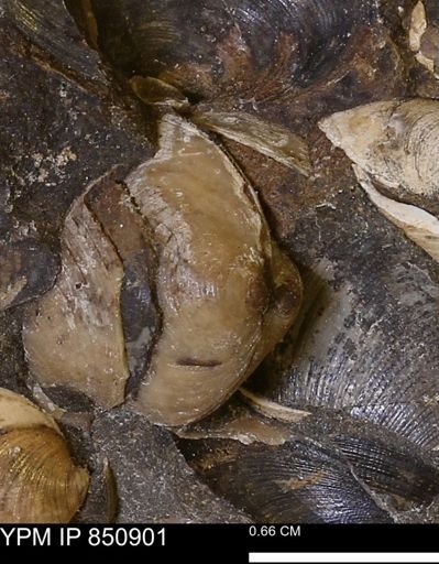 Limopsis striatopunctatus