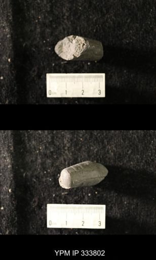 Orthoceras pelagicum