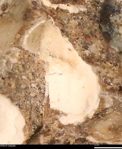 Corbulamella gregaria