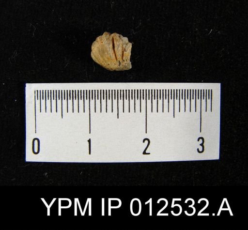 Pugnoides texanus