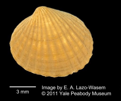 Venericardia borealis