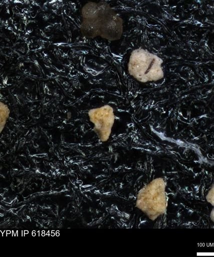 undet. Foraminiferida