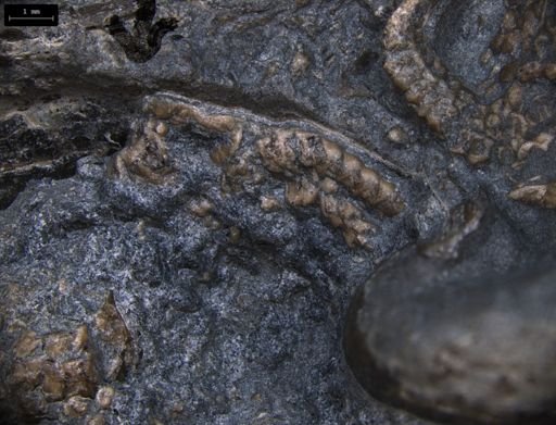 Aplocoma damesii