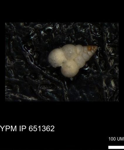 undet. Heterohelicidae