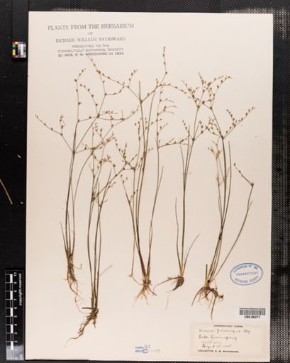 Juncus pelocarpus