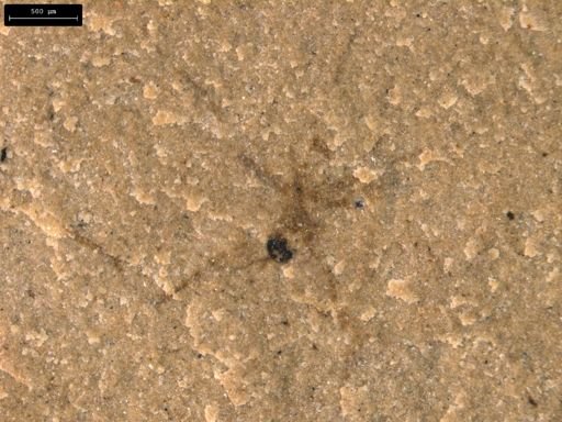 taxon undetermined