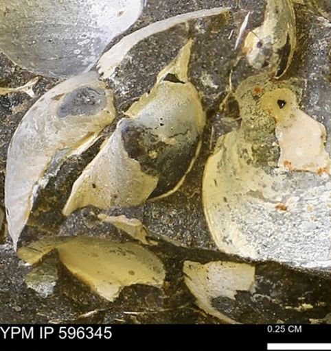 Limopsis striatopunctatus
