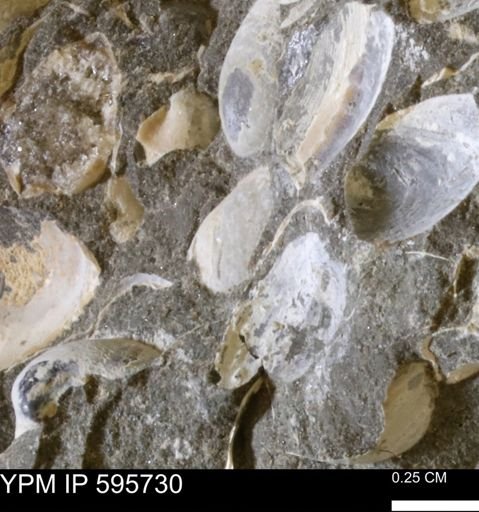 Protocardia sp.