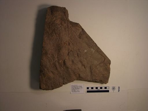 Batrachopus deweyi